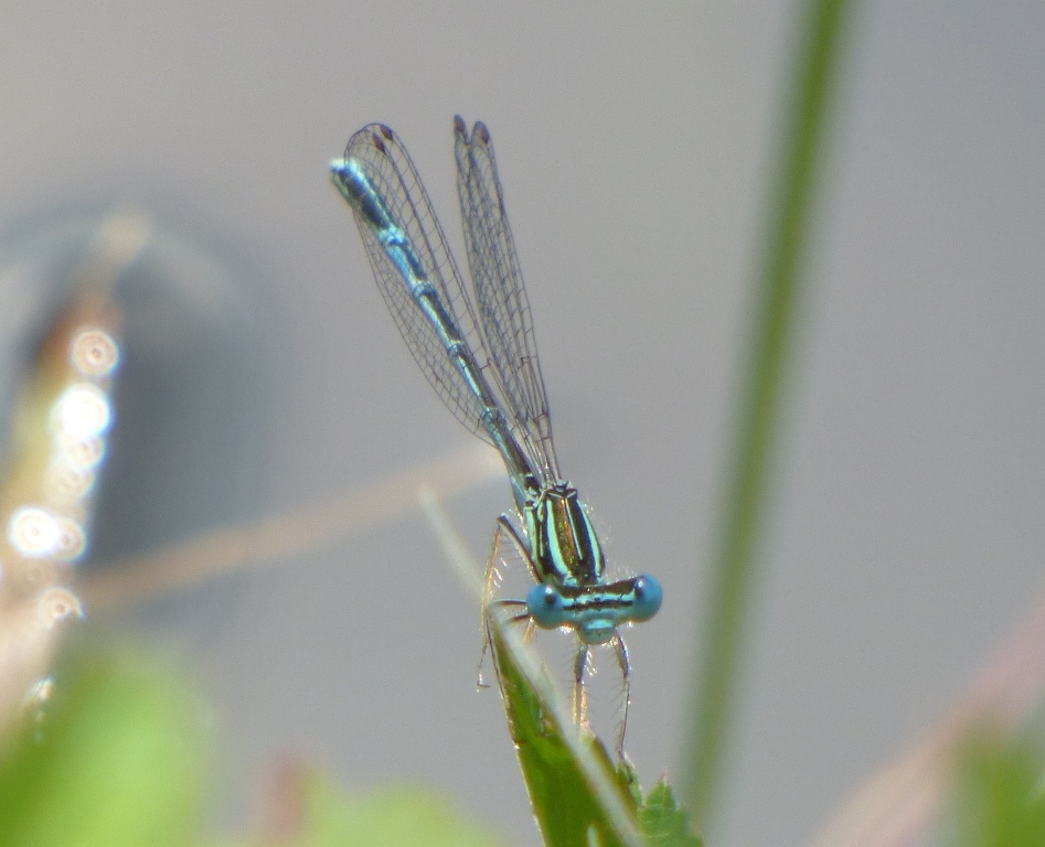 Platycnemis pennipes, maschio